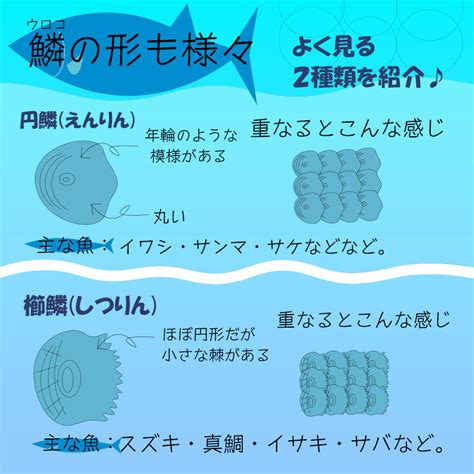 有鱗魚種類|魚の鱗